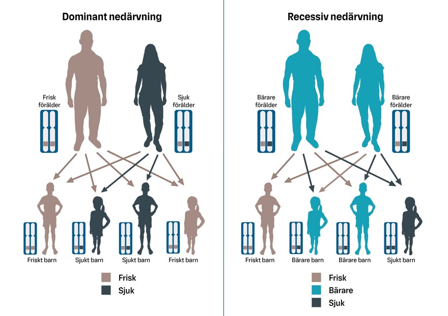 Nedärvningsmönster för dominant respektive recessiv nedärvning.
