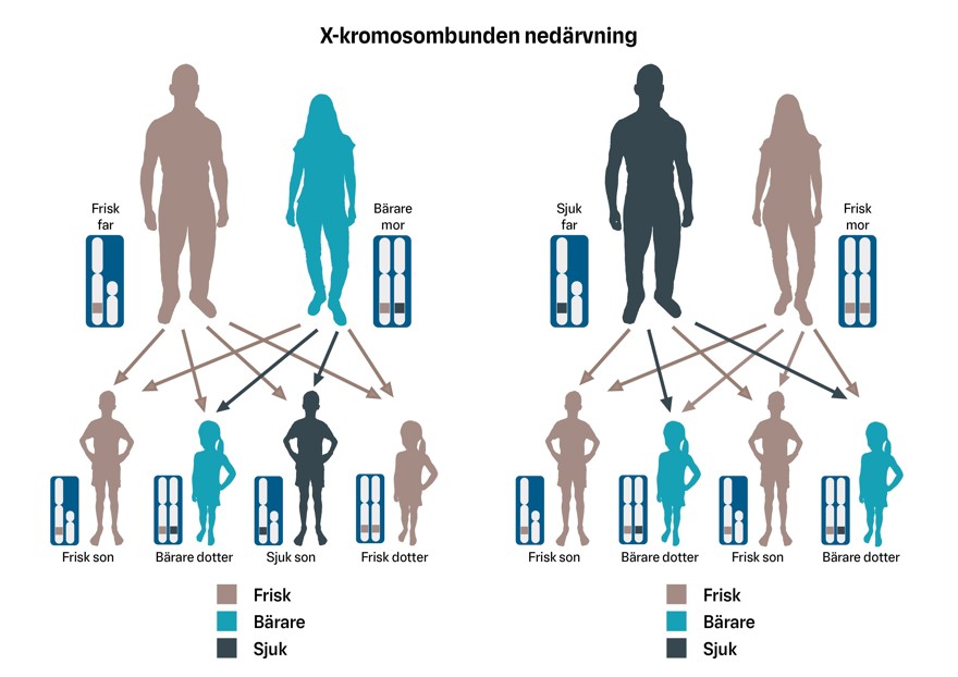 Nedärvningsmönster som visar x-kromosombunden nedärvning.